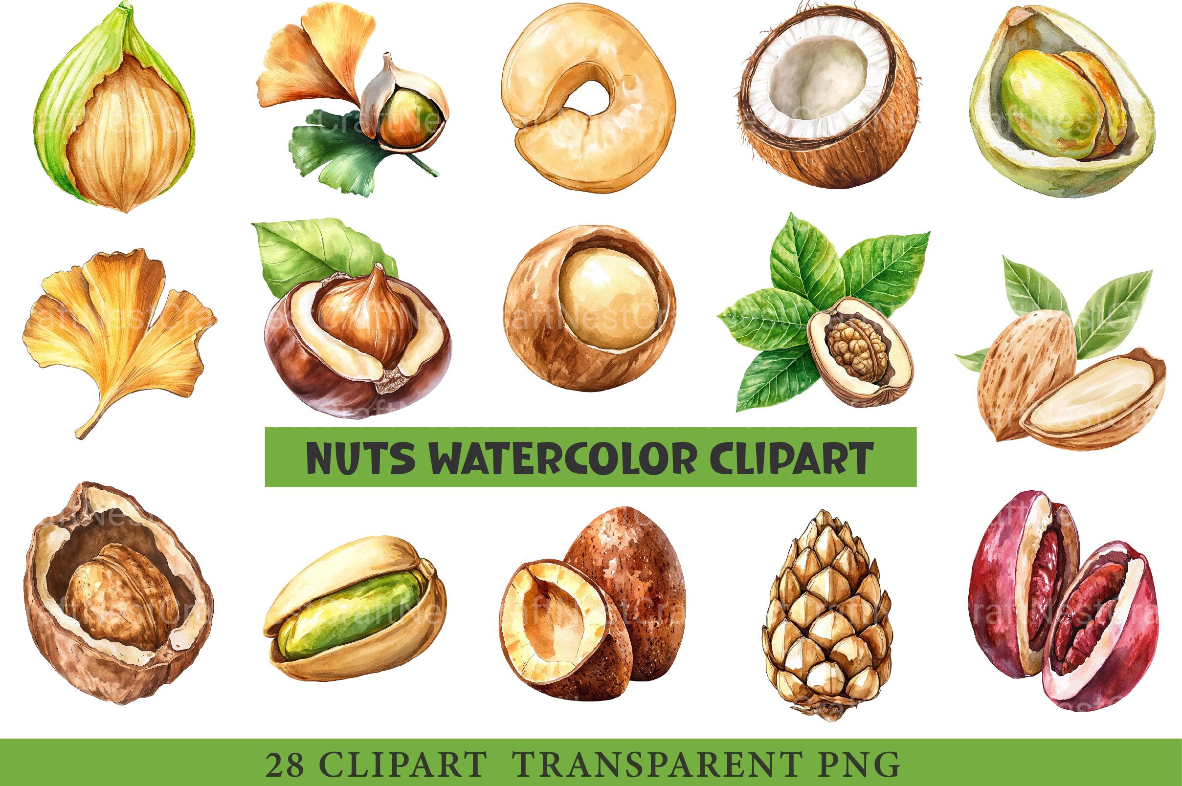 Nuts Clipart Bundle - CraftNest - Digital Crafting and Art