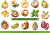 Nuts Clipart Bundle