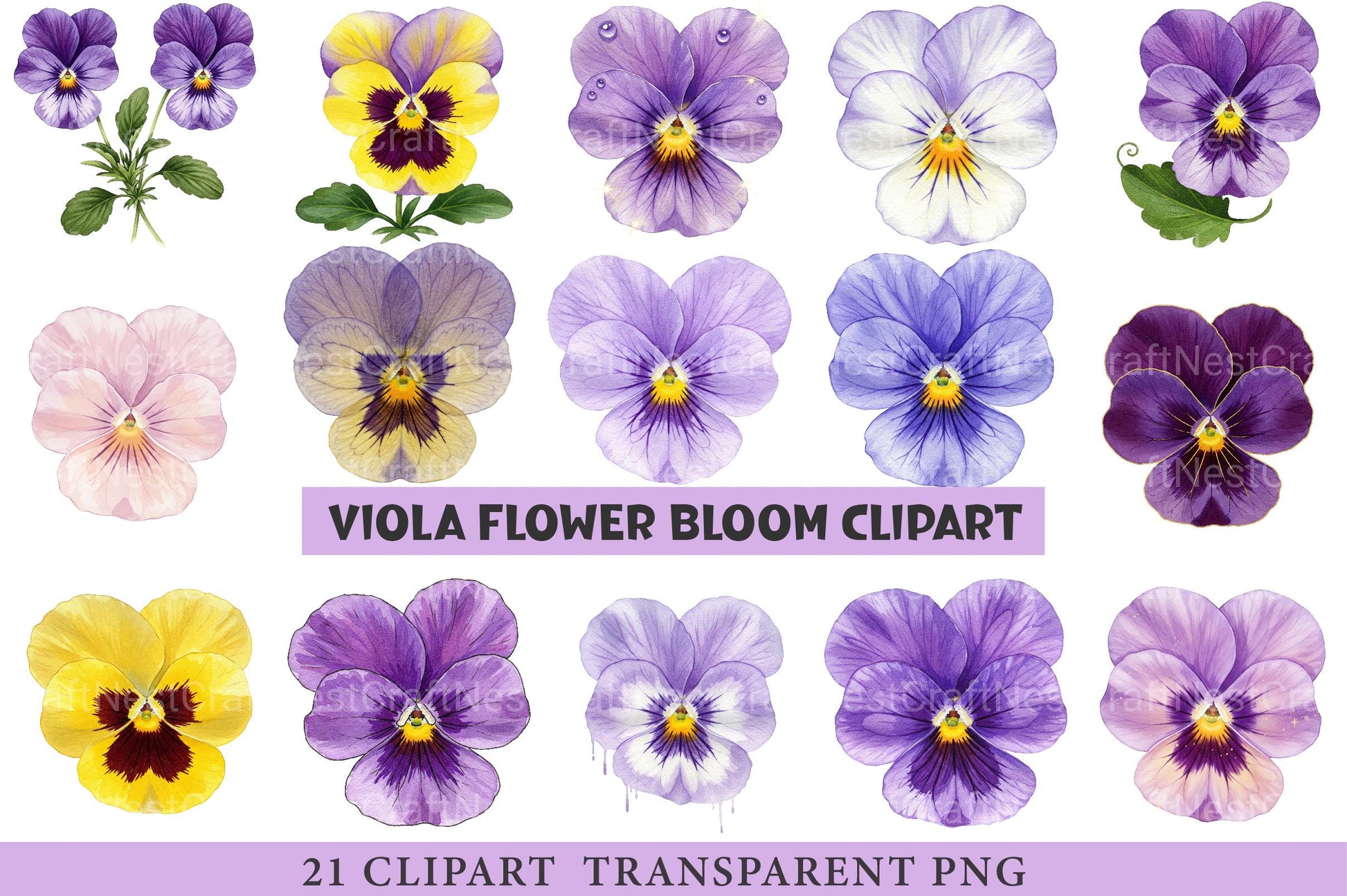Viola Flower Bloom Clipart - CraftNest - Digital Crafting and Art