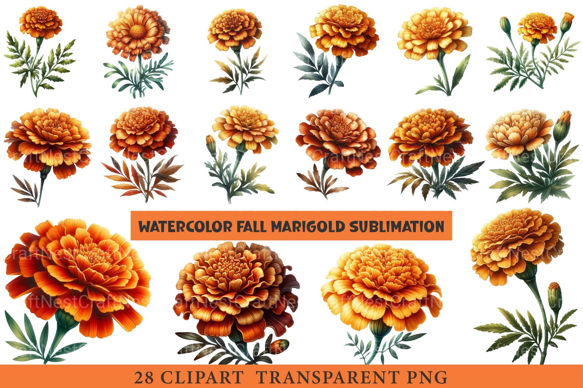Fall Marigold Clipart - CraftNest - Digital Crafting and Art