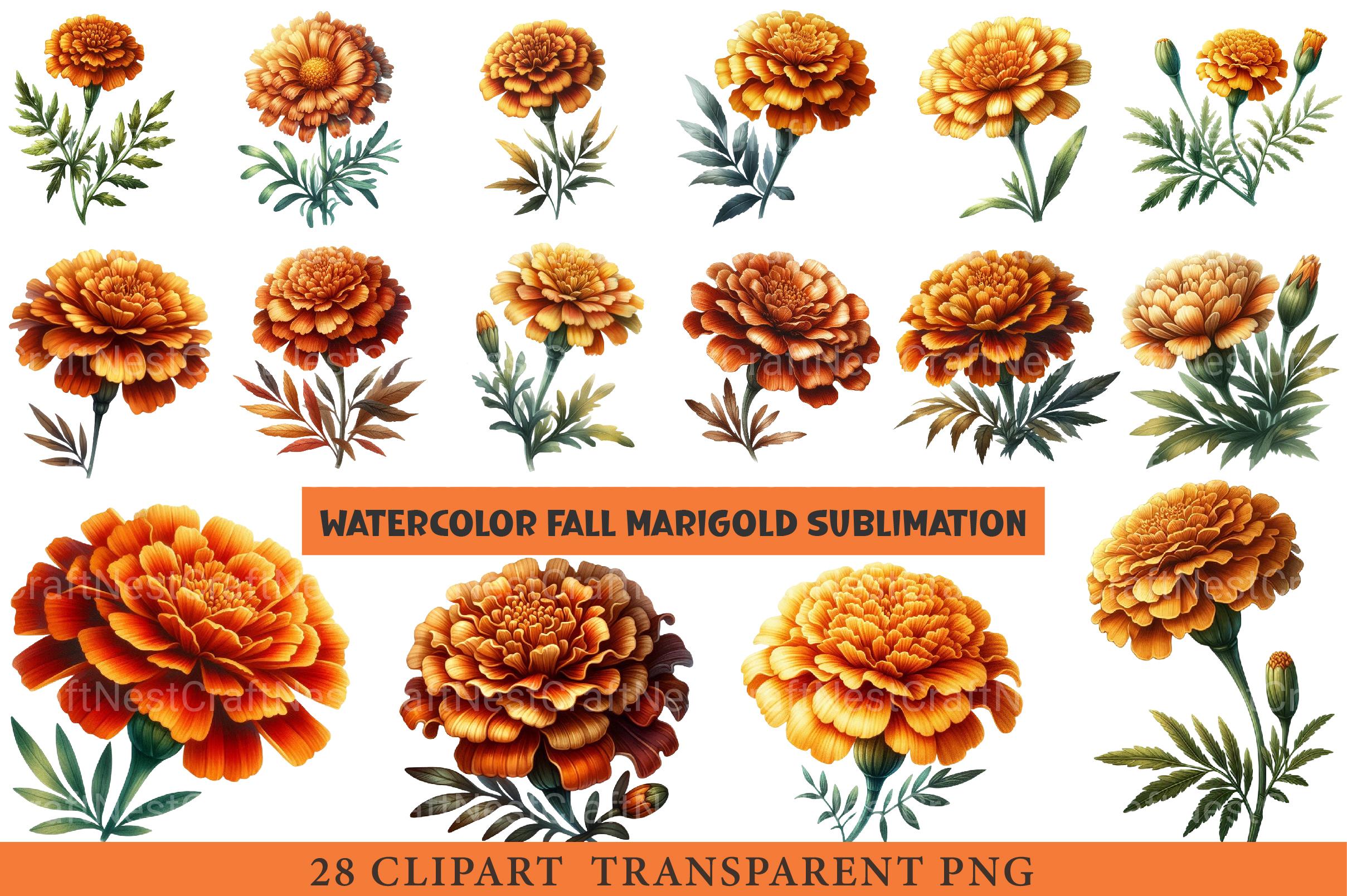 Fall Marigold Clipart - CraftNest - Digital Crafting and Art