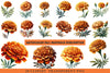 Fall Marigold Clipart