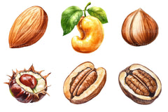 Nuts Clipart Bundle - CraftNest - Digital Crafting and Art
