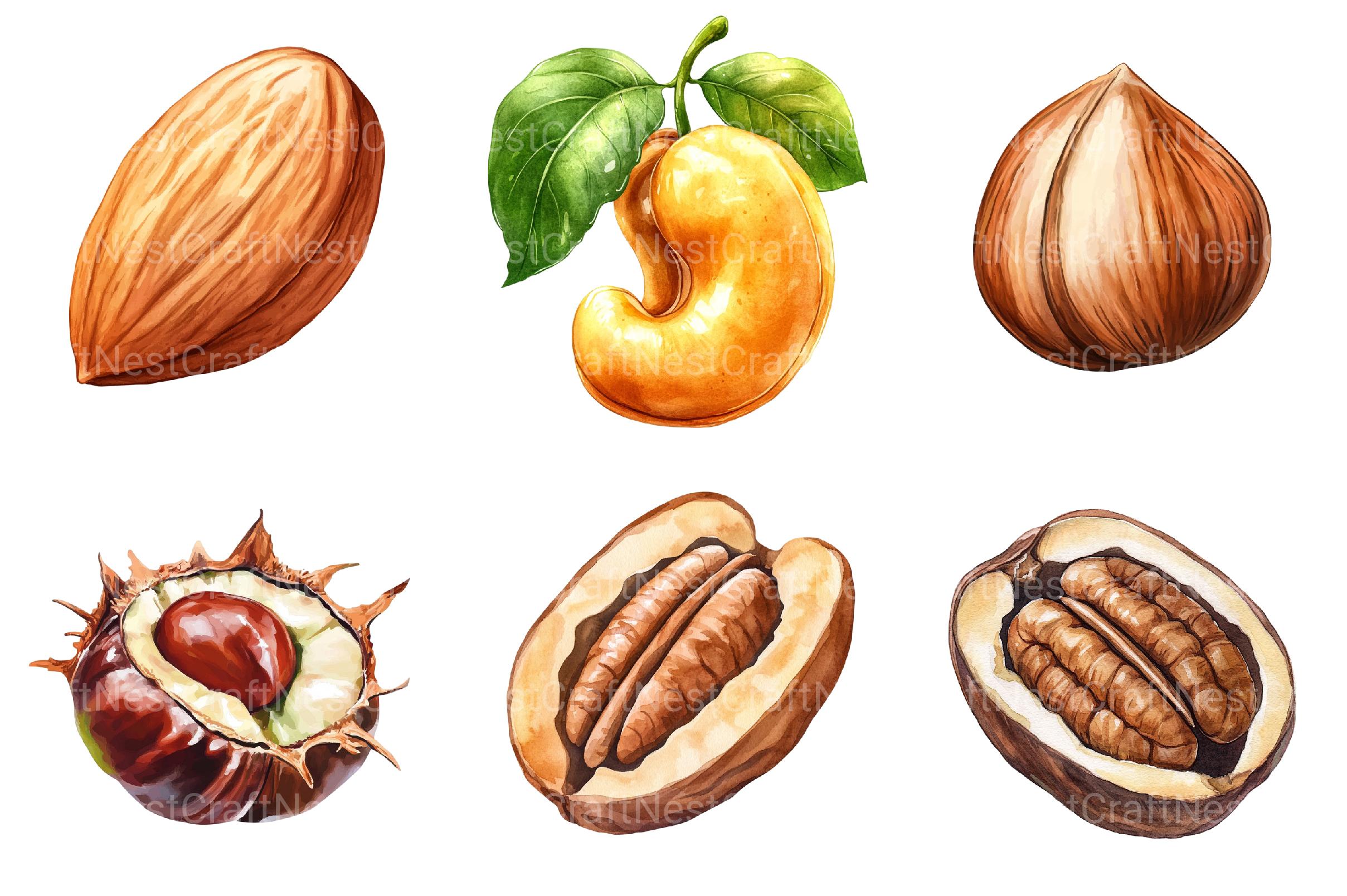 Nuts Clipart Bundle - CraftNest - Digital Crafting and Art
