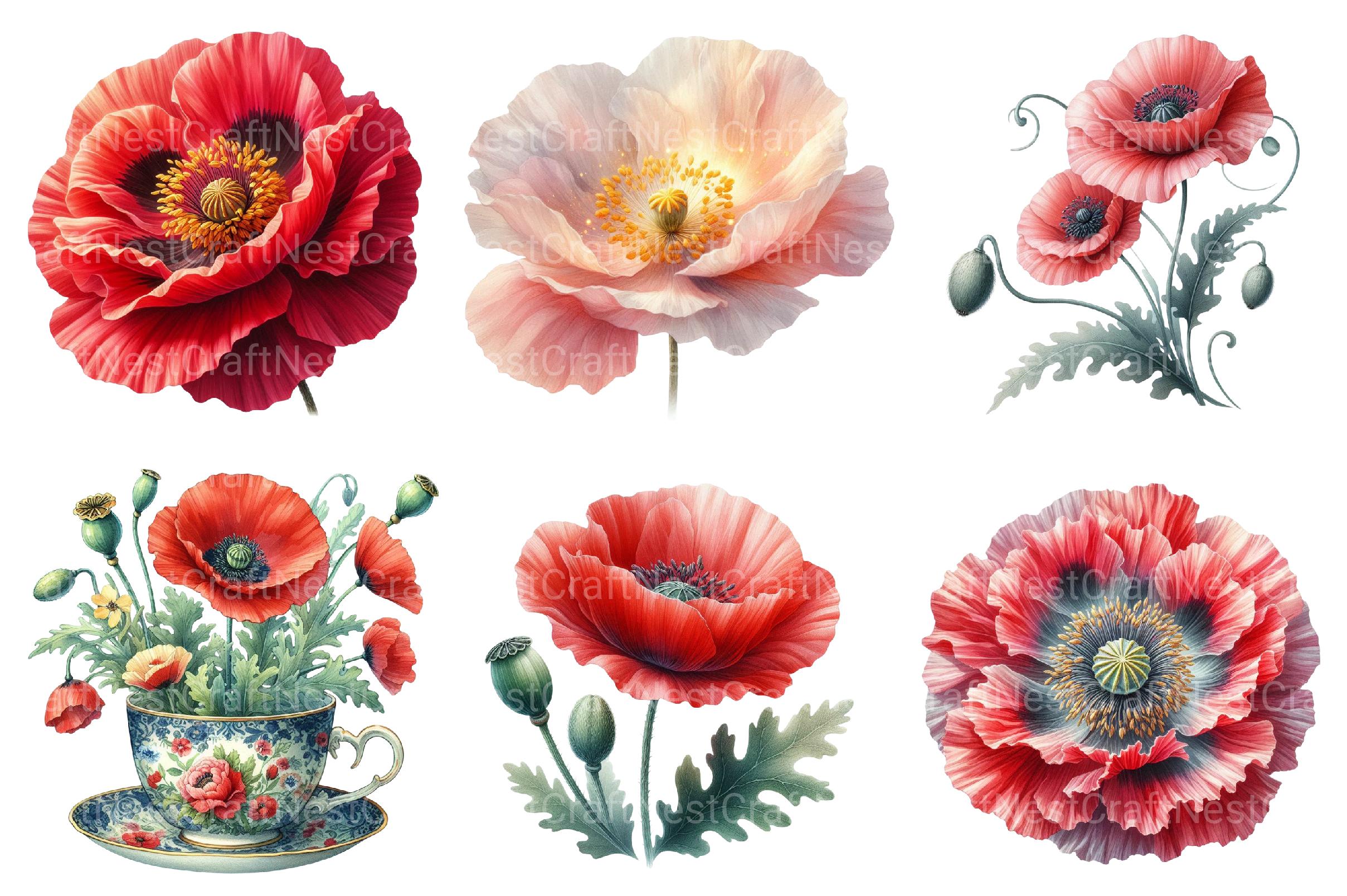 Corn Poppy Flower Bloom Clipart Bundle - CraftNest - Digital Crafting and Art