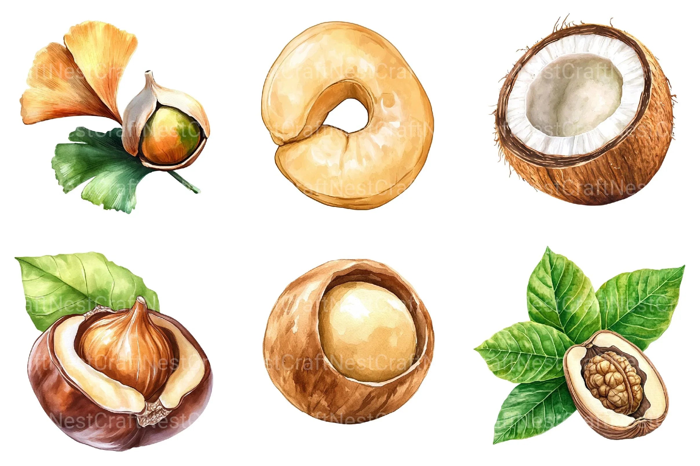 Nuts Clipart Bundle - CraftNest - Digital Crafting and Art