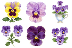 Viola Flower Bloom Clipart - CraftNest - Digital Crafting and Art