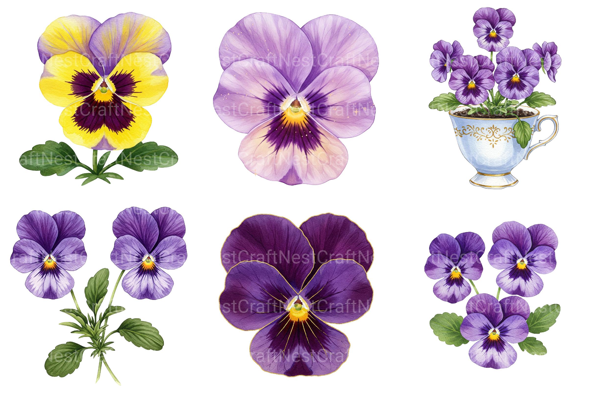 Viola Flower Bloom Clipart - CraftNest - Digital Crafting and Art
