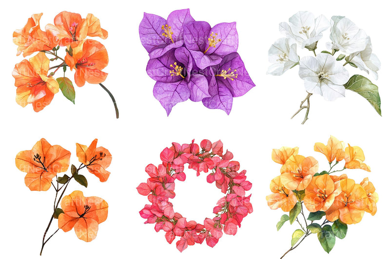 Bougainvillea Flower Clipart - CraftNest - Digital Crafting and Art