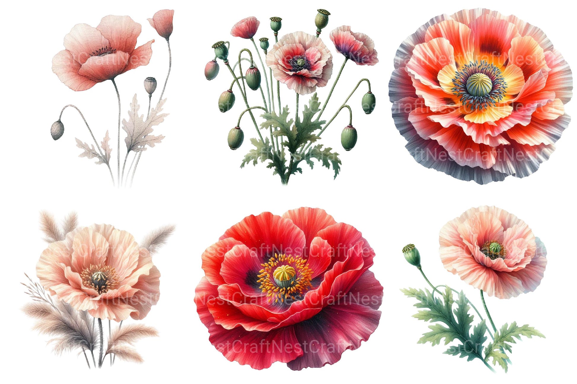 Corn Poppy Flower Bloom Clipart Bundle - CraftNest - Digital Crafting and Art