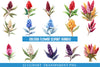 Celosia Flower Clipart Bundle
