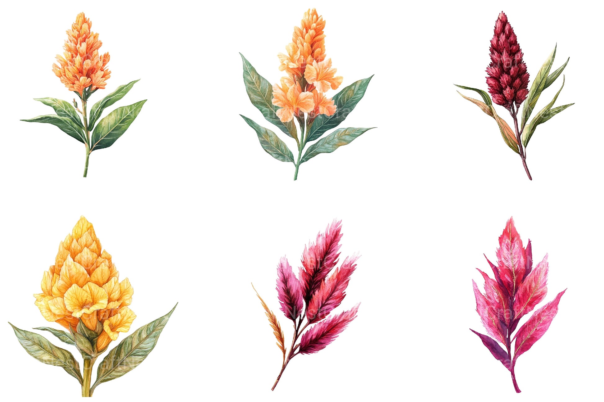 Celosia Flower Clipart - CraftNest - Digital Crafting and Art
