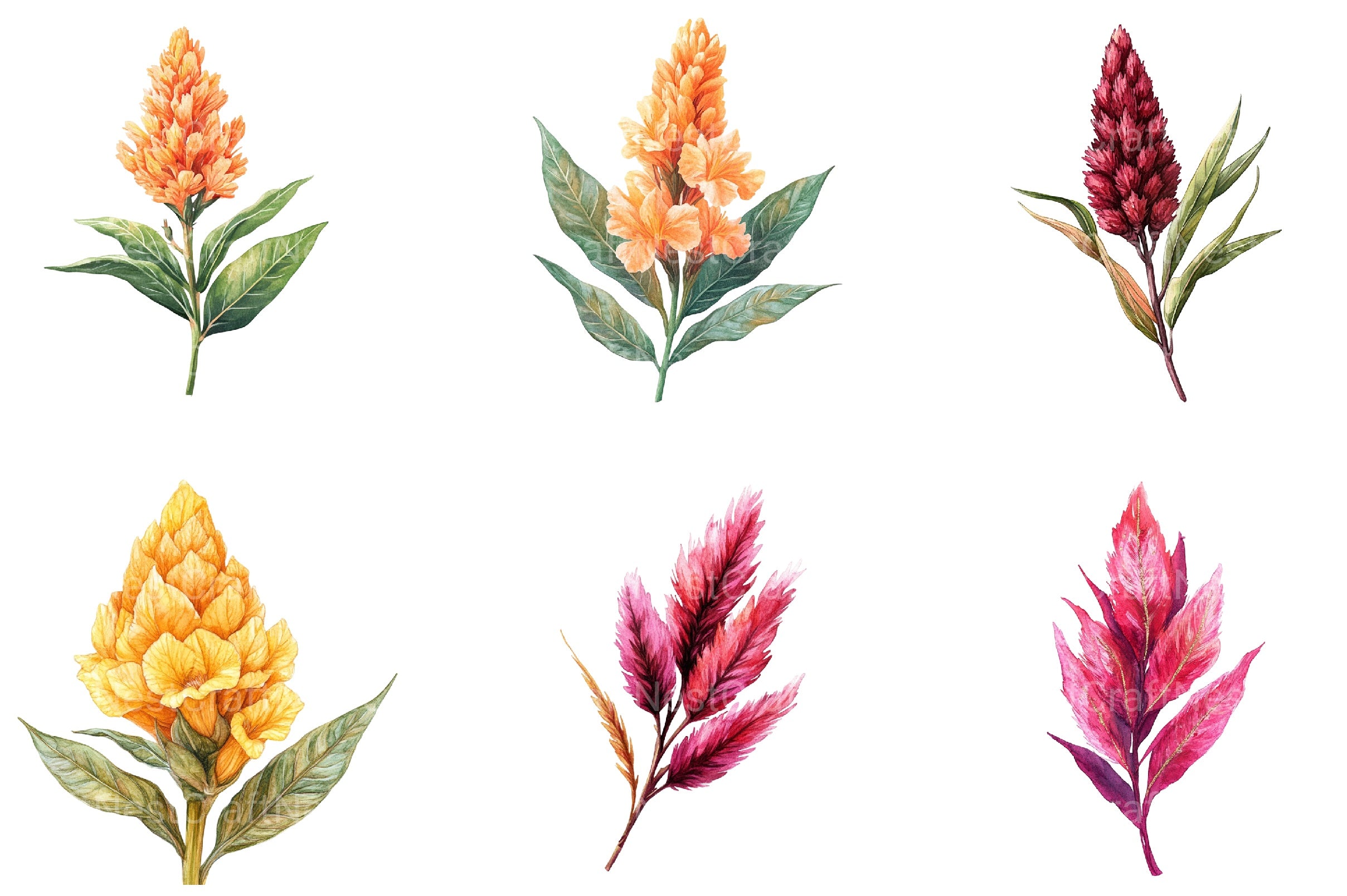 Celosia Flower Clipart Bundle - CraftNest - Digital Crafting and Art