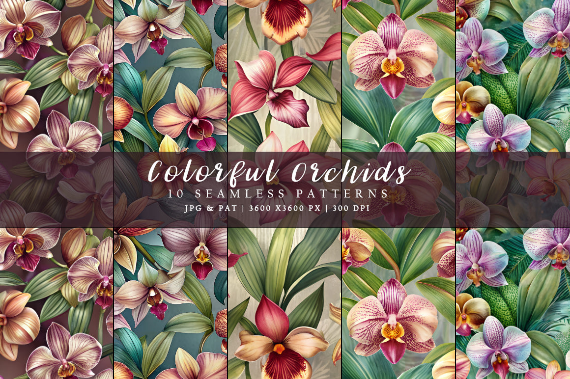 Colorful Orchids - Floral