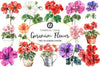 Geranium Flower Clipart Bundle 4