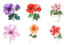 Geranium Flower Clipart Bundle 4 - CraftNest - Digital Crafting and Art
