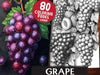 Grape Coloring Books