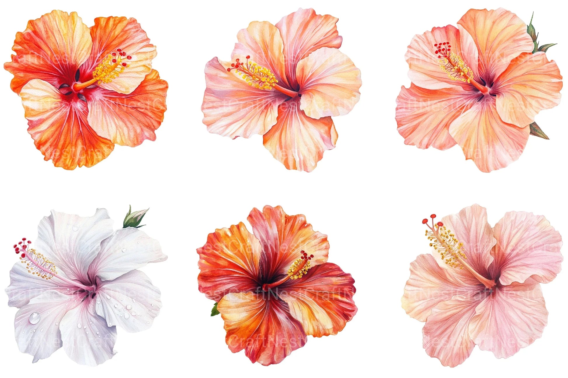Hibiscus Flower Clipart Bundle - CraftNest - Digital Crafting and Art