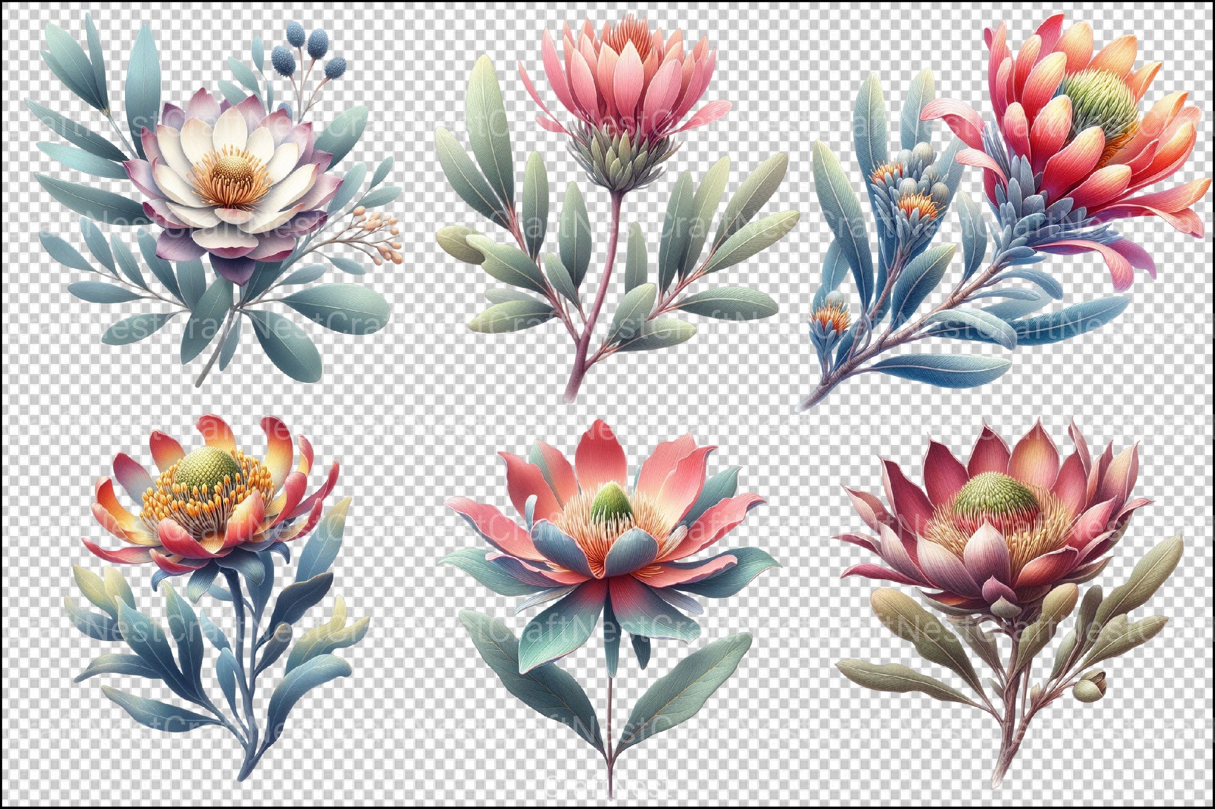 Australian Native Flowers Clipart Bundle - CraftNest - Digital Crafting and Art