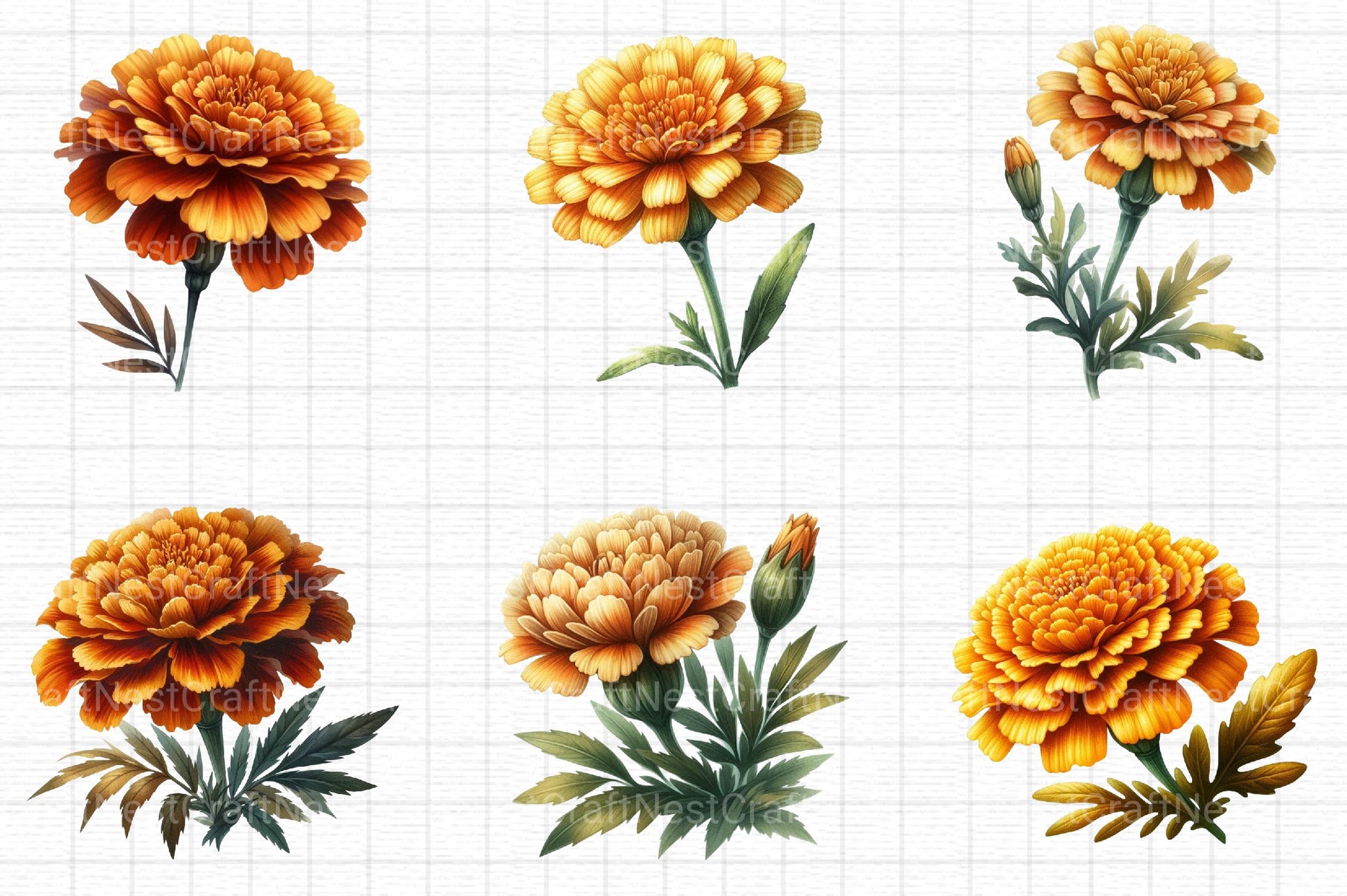 Fall Marigold Clipart - CraftNest - Digital Crafting and Art