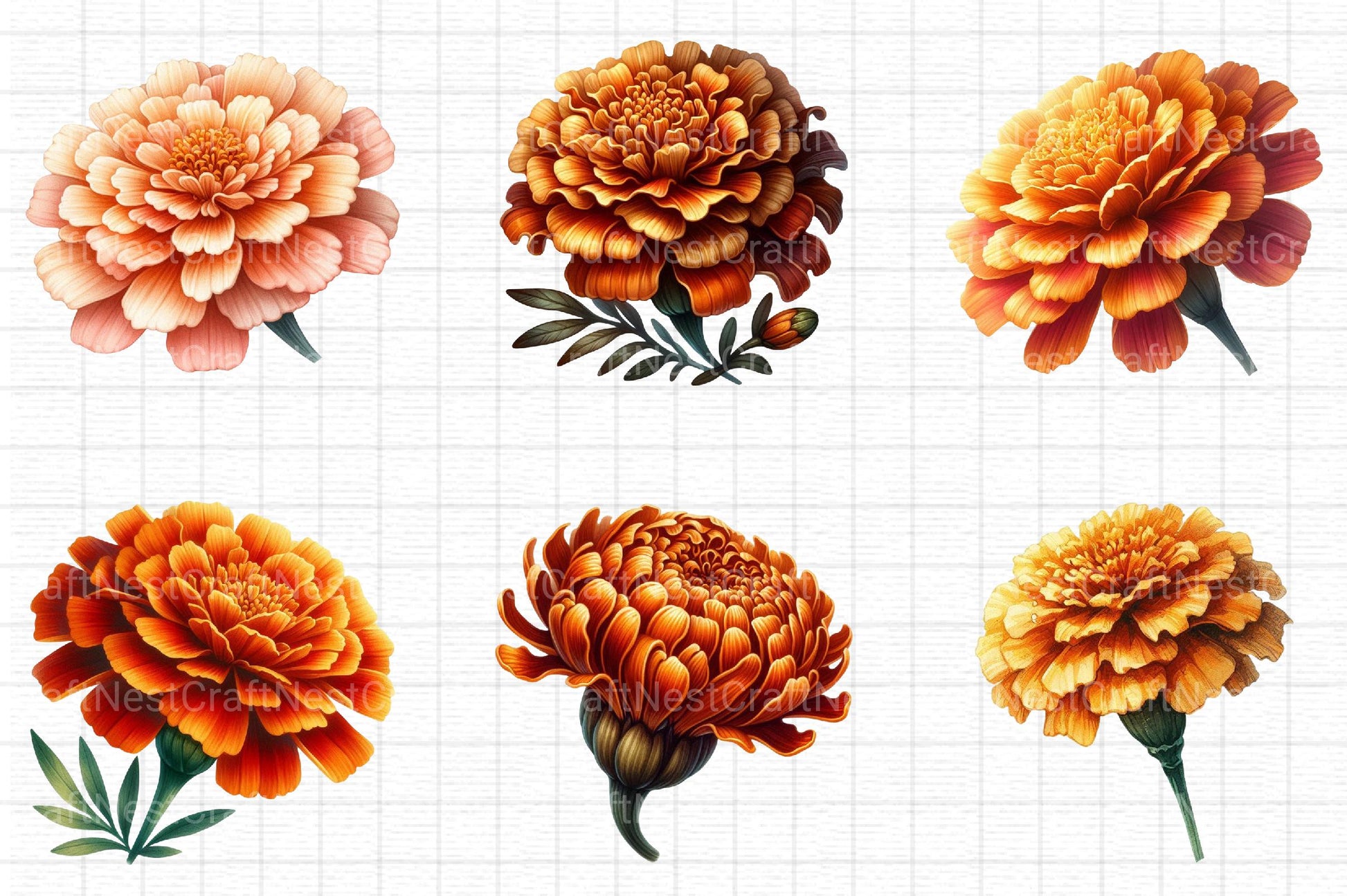 Fall Marigold Clipart - CraftNest - Digital Crafting and Art