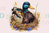Ultimate Mallard Duck Hunting Guide Clipart Bundle
