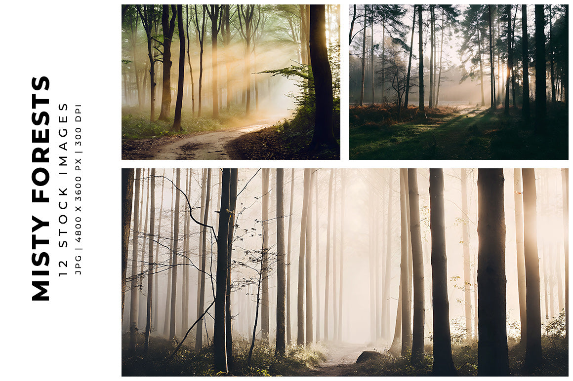 Misty Forests - Stock Images