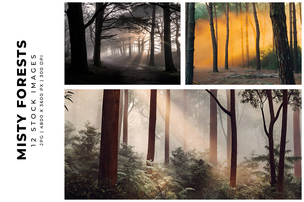 Misty Forests - Stock Images