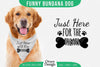 Funny Dog Bandana SVG Bundle
