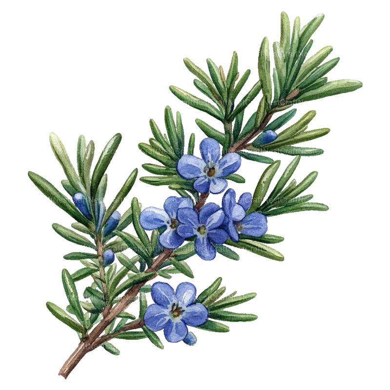 Medicinal Plants Clipart Bundle - CraftNest - Digital Crafting and Art