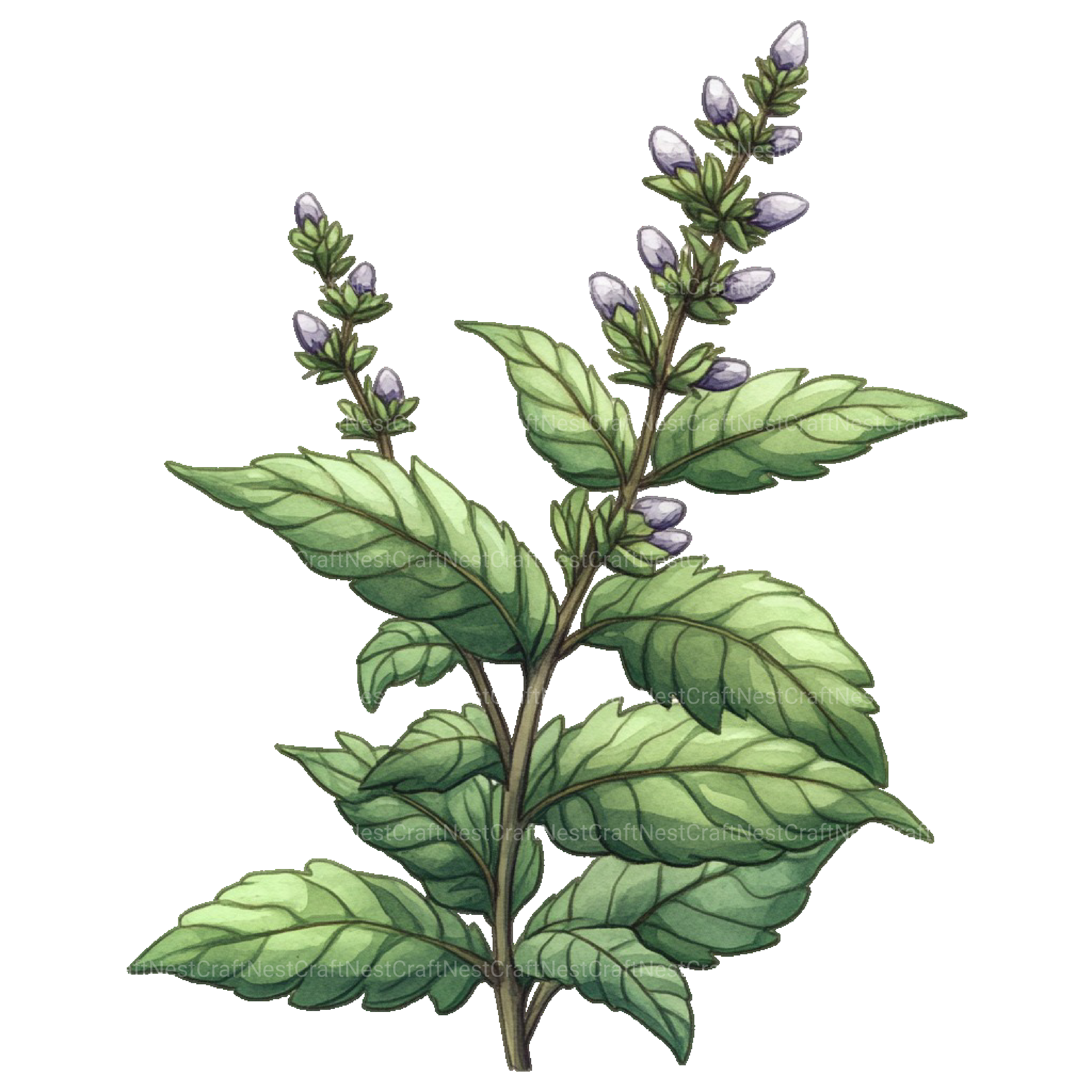 Medicinal Plants Clipart Bundle - CraftNest - Digital Crafting and Art