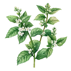 Medicinal Plants Clipart Bundle - CraftNest - Digital Crafting and Art