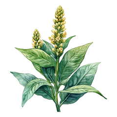 Medicinal Plants Clipart Bundle - CraftNest - Digital Crafting and Art