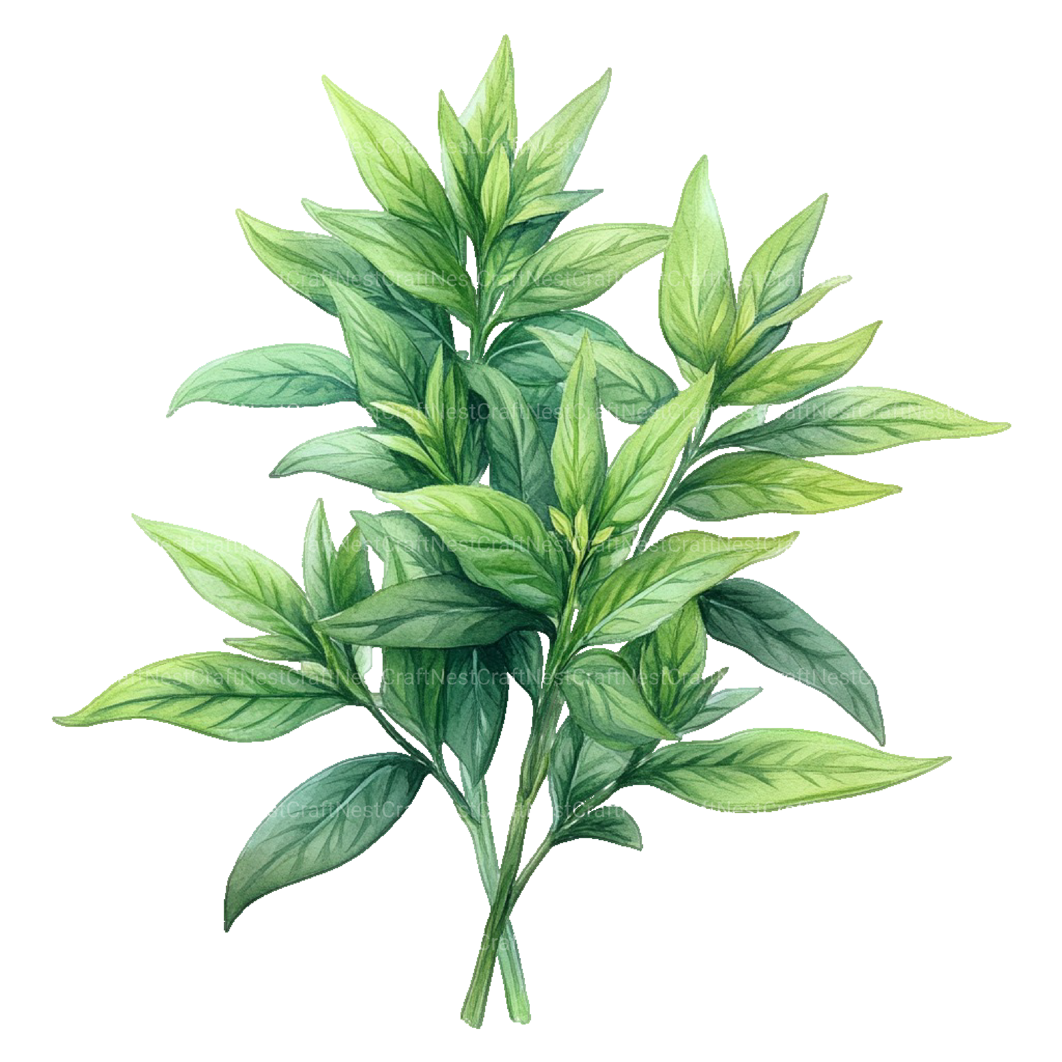 Medicinal Plants Clipart Bundle - CraftNest - Digital Crafting and Art