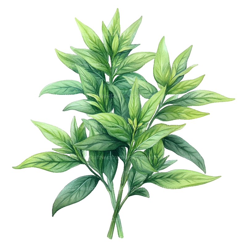 Medicinal Plants Clipart Bundle - CraftNest - Digital Crafting and Art