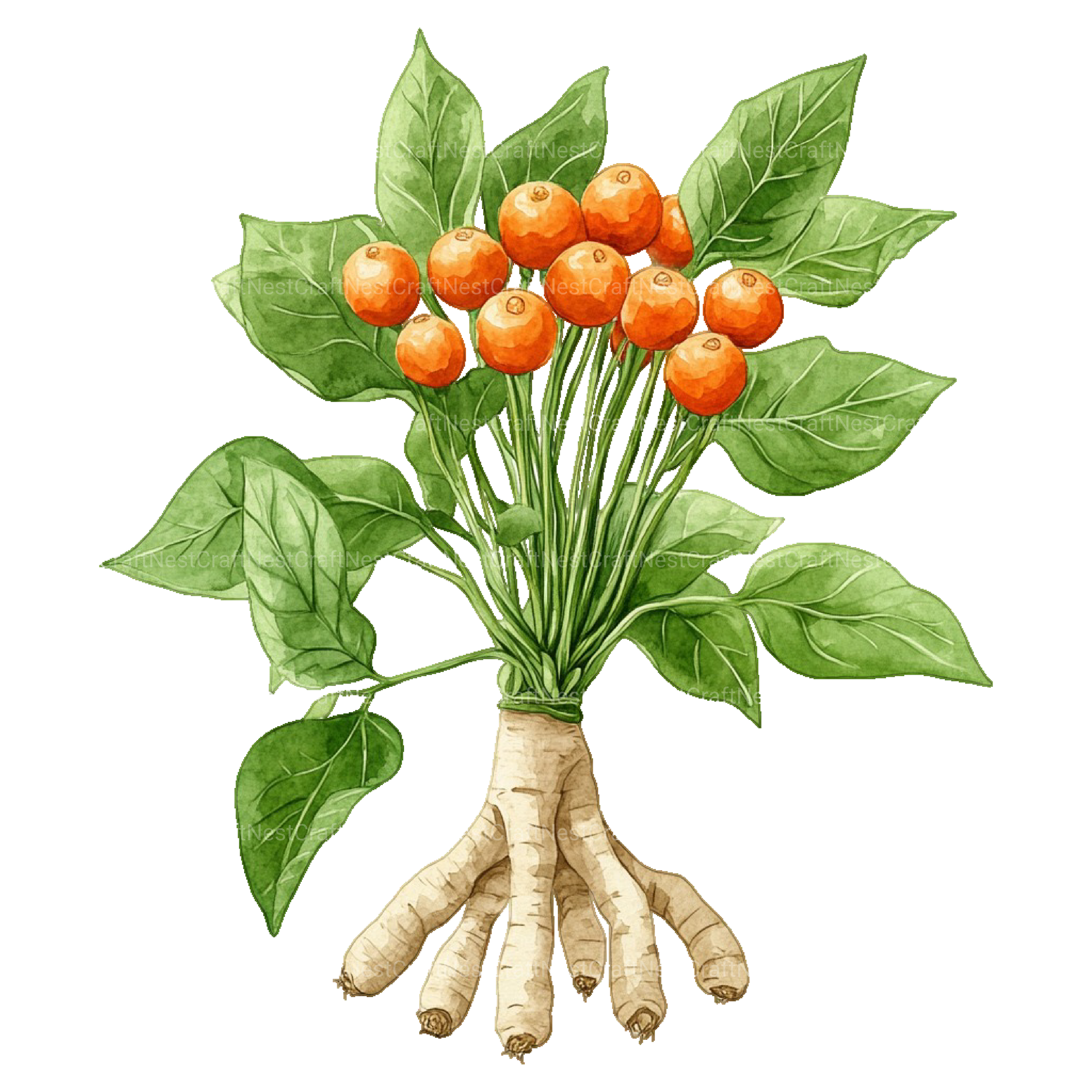 Medicinal Plants Clipart Bundle - CraftNest - Digital Crafting and Art