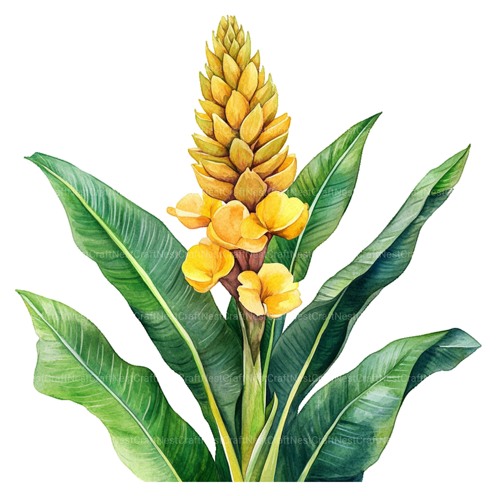 Medicinal Plants Clipart Bundle - CraftNest - Digital Crafting and Art