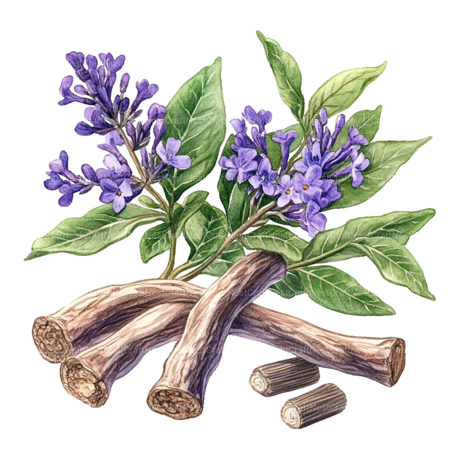 Medicinal Plants Clipart Bundle - CraftNest - Digital Crafting and Art