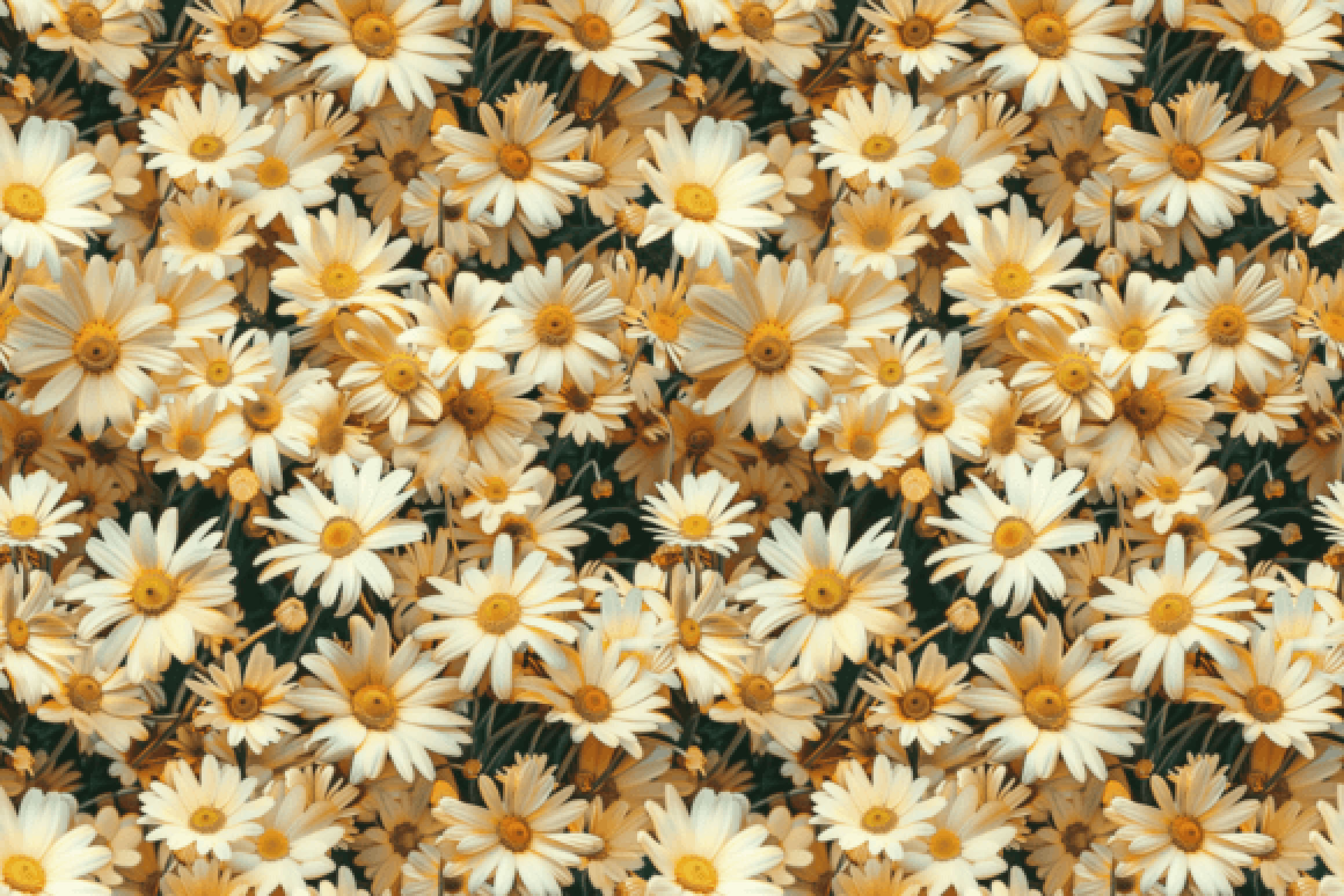 Seamless 3D Daisy Flower Meadow Digital Paper