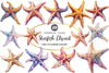 Starfish Clipart Bundle 1