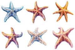 Starfish Clipart Bundle 1 - CraftNest - Digital Crafting and Art