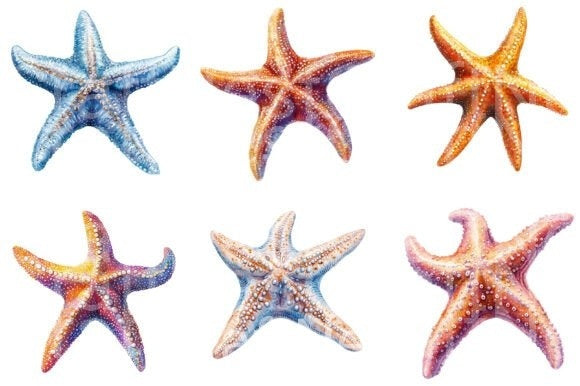 Starfish Clipart Bundle 1 - CraftNest - Digital Crafting and Art