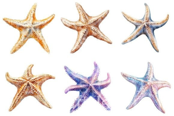 Starfish Clipart Bundle 1 - CraftNest - Digital Crafting and Art