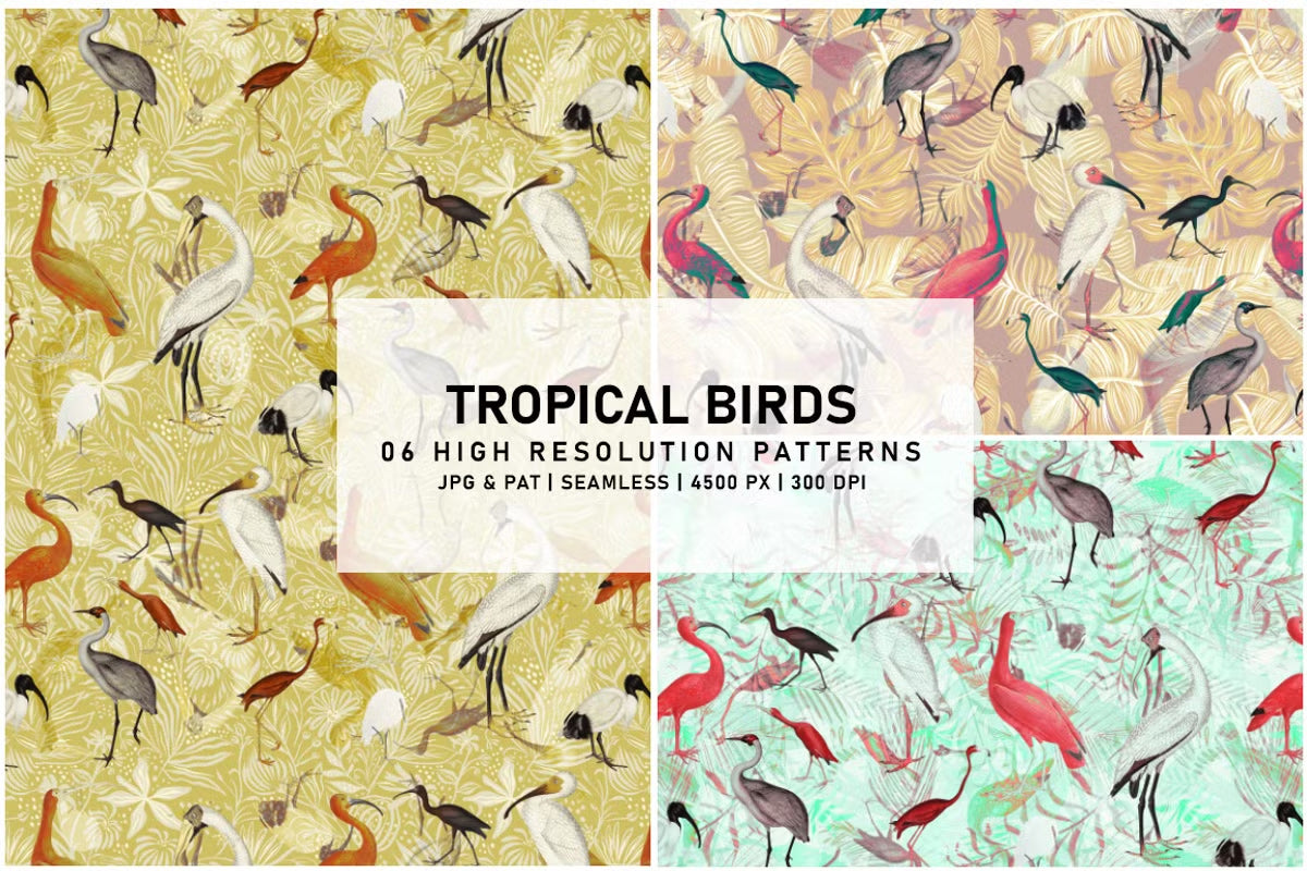 Tropical Birds