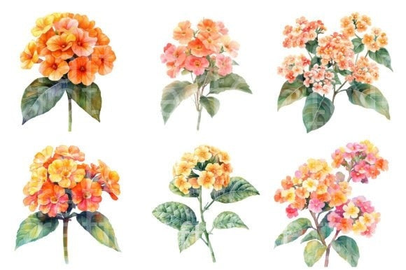 Lantana Flower Clipart Bundle 4 - CraftNest - Digital Crafting and Art