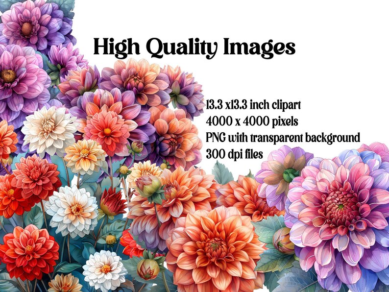 Dahlias Flowers Clipart - CraftNest - Digital Crafting and Art