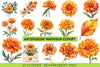 Marigold Clipart