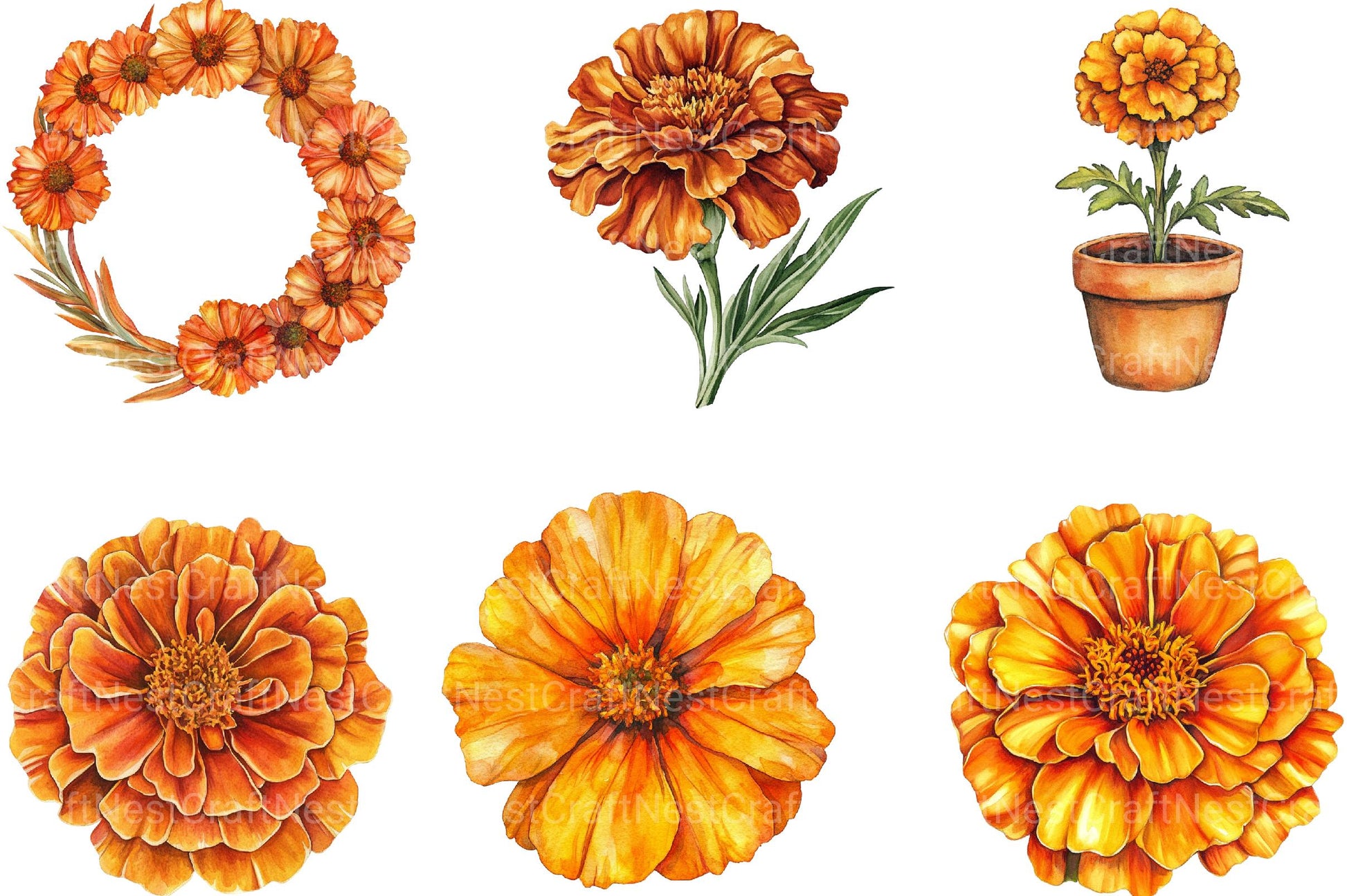 Marigold Clipart - CraftNest - Digital Crafting and Art