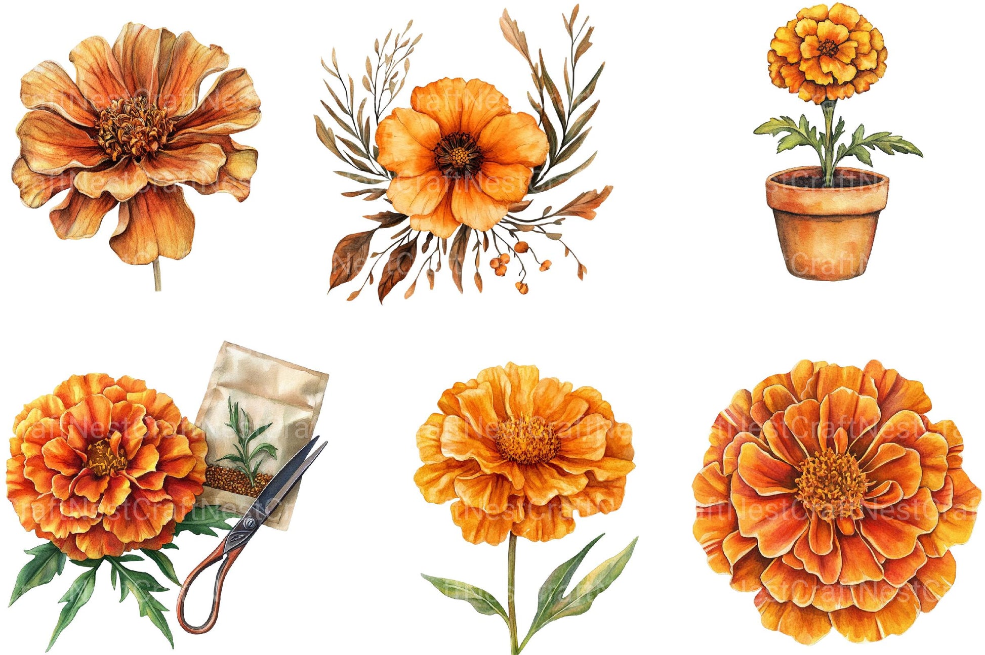 Marigold Clipart - CraftNest - Digital Crafting and Art