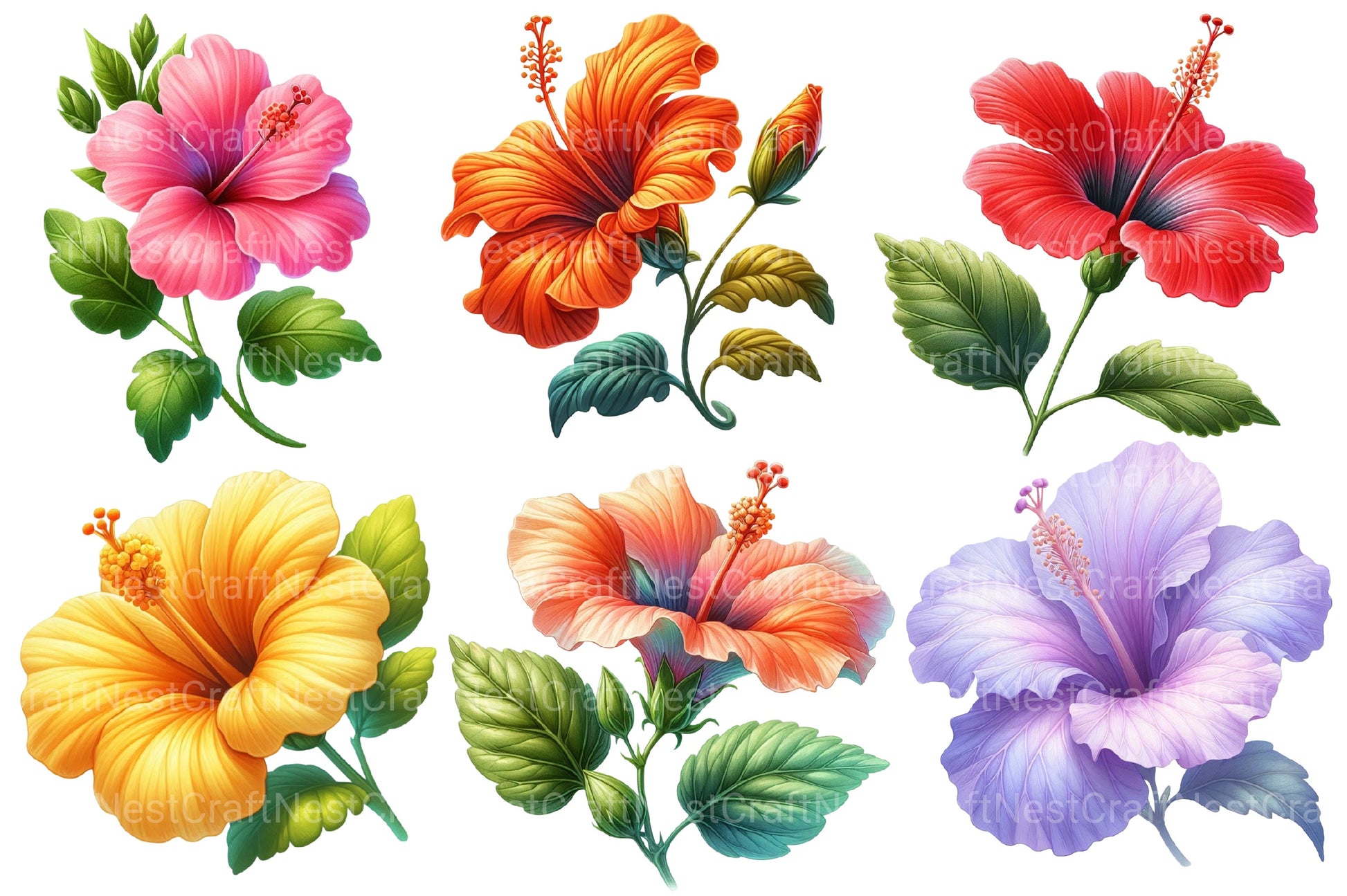 Hibiscus Flowers Clipart Bundle 2 - CraftNest - Digital Crafting and Art